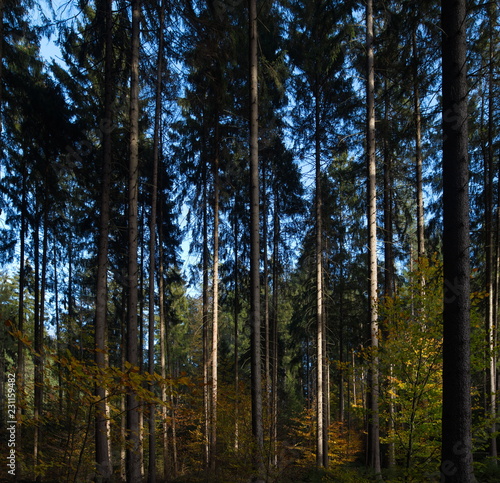 Wald bei Jetrichovice