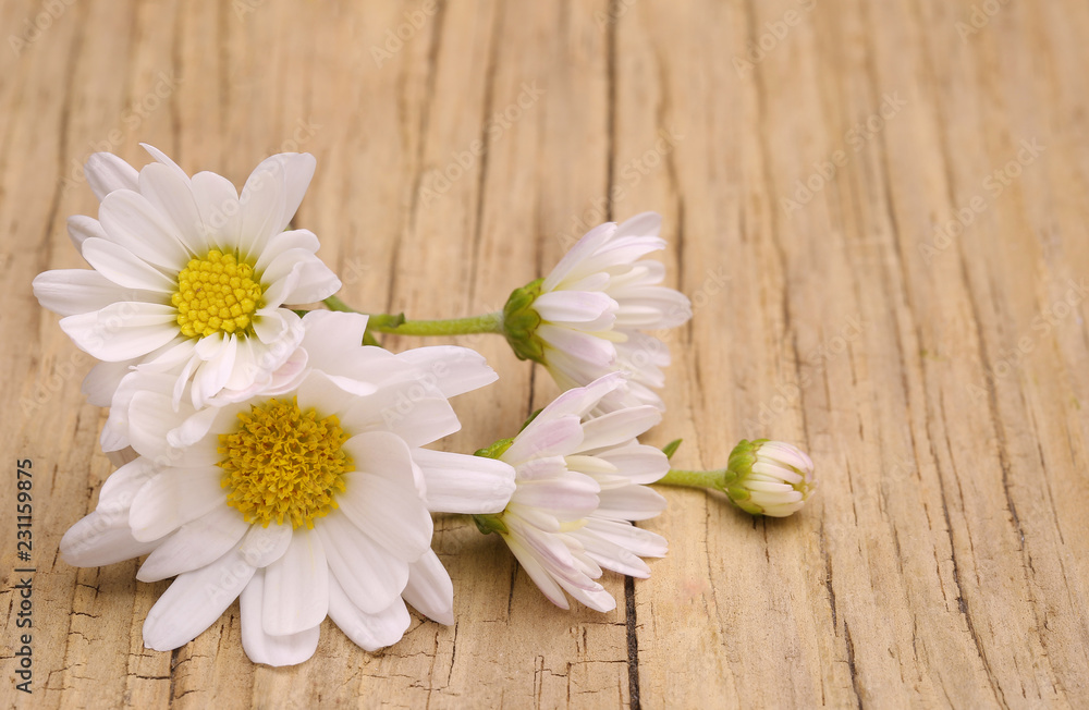 Chamomile flowers on wooden background. Closeup Chamomile flowers on wooden background. Closeup