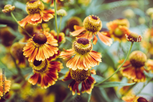 Blooming bush of helenium in the garden. Selective focus. Shallow depth of field.