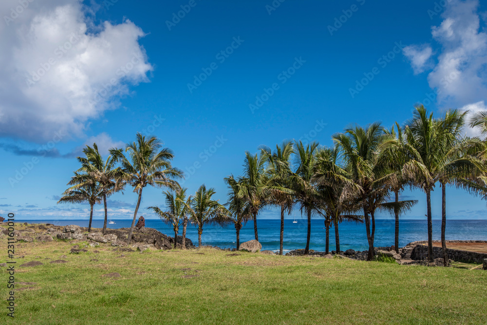 Palme da cocco in fila sulla costa di Hanga Roa