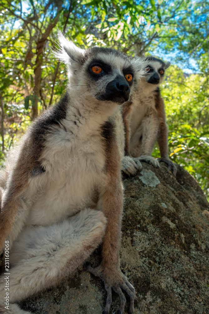 Fototapeta premium Two Ring Tailed Lemur kata ,Close up Ring-tailed lemur, Wild nature Madagascar