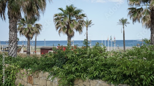 palm trees on the beach © Sinval