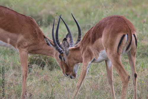 Head to head Impalas  Masai Mara
