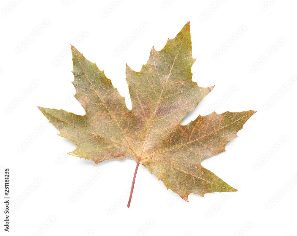 Fototapeta premium Color autumn leaf on white background