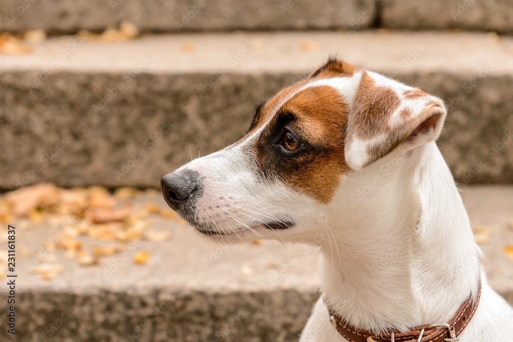Cute funny dog outdoors Cute funny dog outdoors