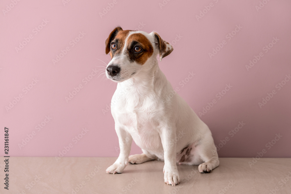 Cute funny dog near color wall Cute funny dog near color wall