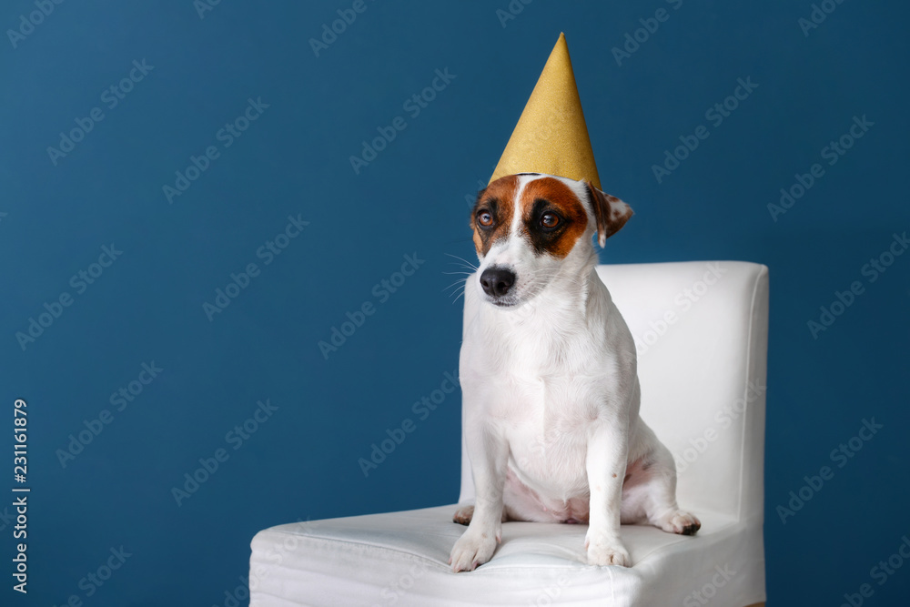 Cute funny dog in party hat sitting on chair against color wall
