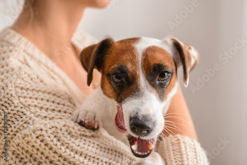 Cute funny dog with owner at home © Pixel-Shot