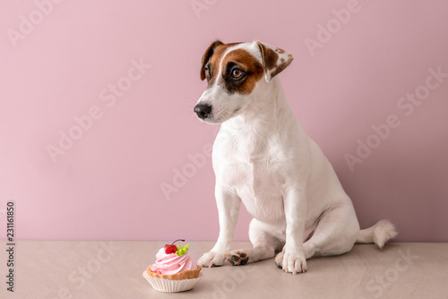 Cute funny dog with cake near color wall