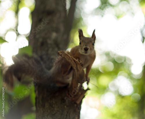 squirrel on tree © Тамара Павлюченко