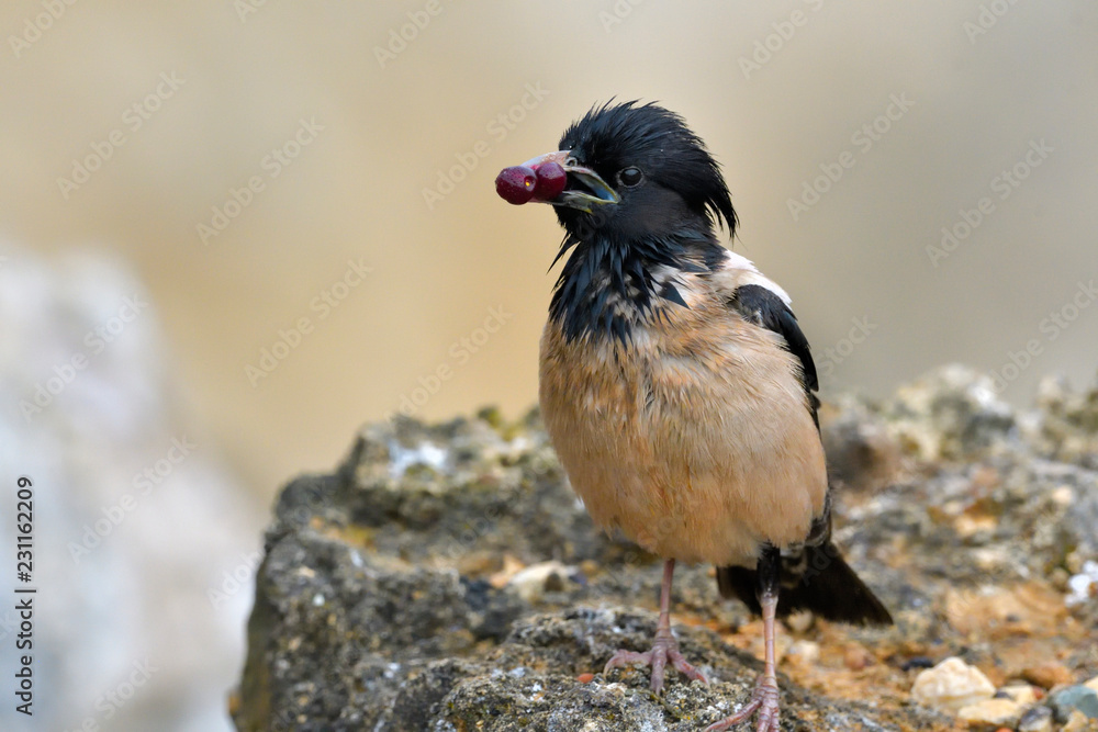 Obraz premium Rosy starling (Pastor roseus)