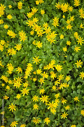Nature floral background, Yellow marsh marigold (Caltha palustris) flowers at sunny spring day