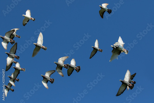 flock of speed racing pigeon flying against clear blue sky