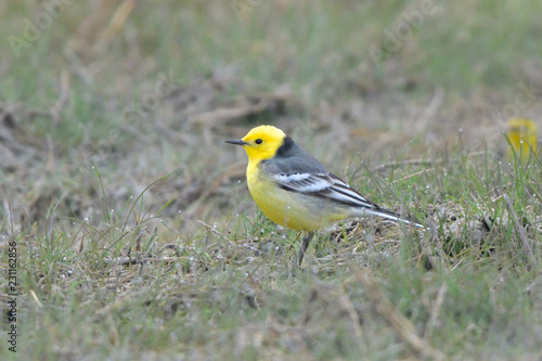 Citrine wagtail on the ground