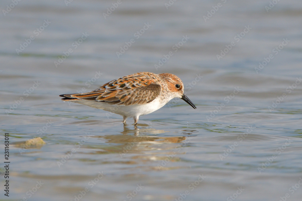 Little stint in shallow water