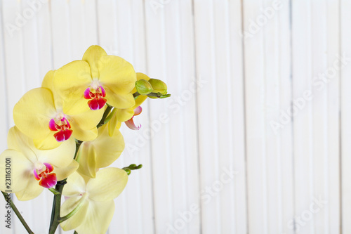 Fototapeta Naklejka Na Ścianę i Meble -  Yellow orchid flowers on wooden background