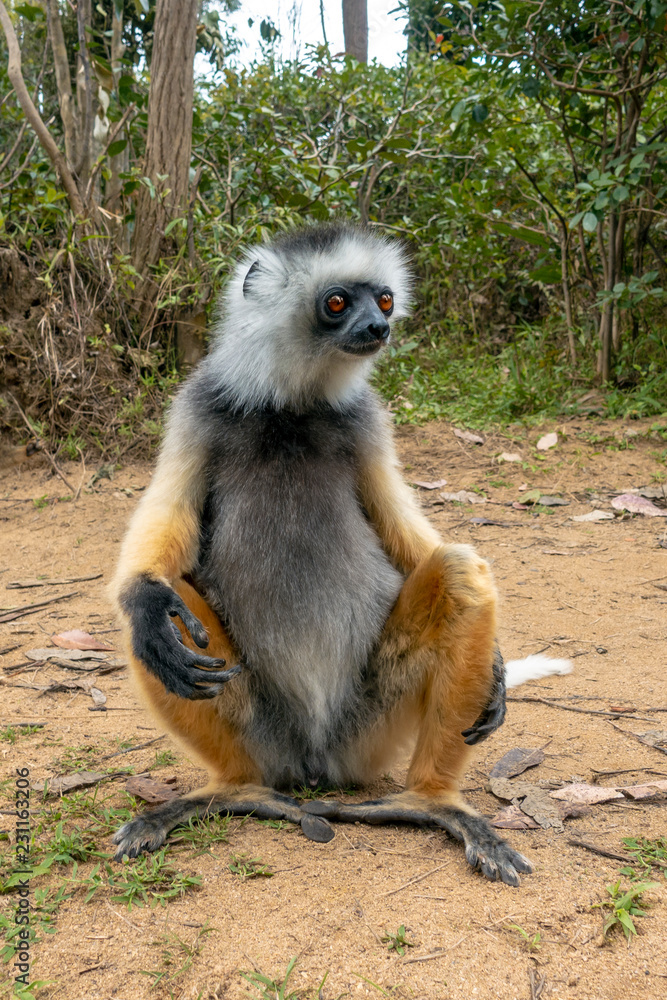 Diademed Sifaka. Diadema, endemic, endengered. Rare lemur,close up, portrait.(Propithecus diadema),Wild nature Madagascar