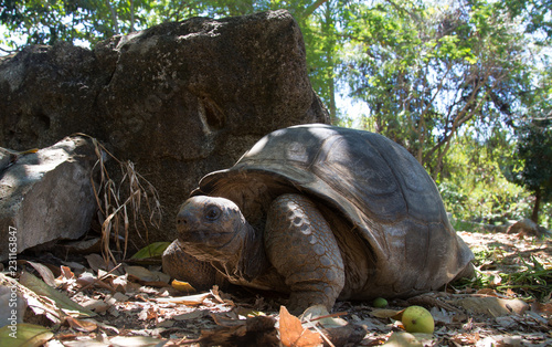 Giant land turtle in the jungle of Nosy Komba Island, Madagascar