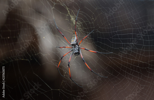  Spider Golden Silk Orb-weaver sits at the center of his web