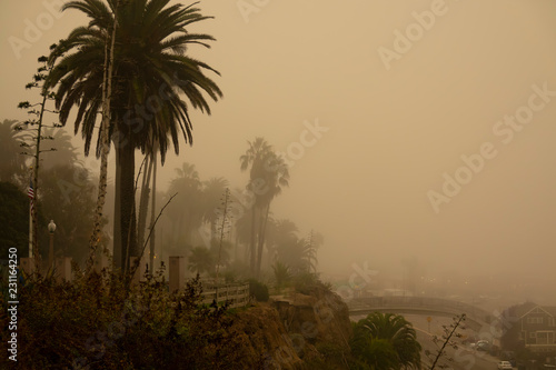 Foggy Santa Monica Morning  California palm trees in the early morning haze