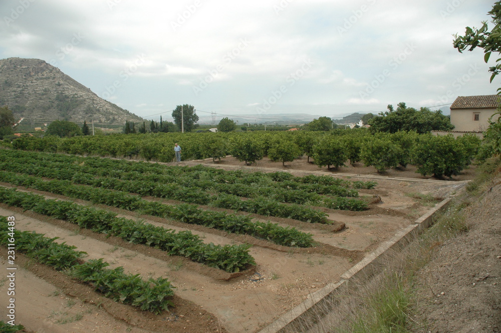 Huerta tradicional en Xàtiva