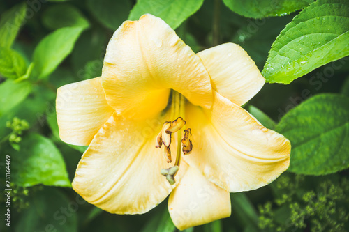 Fototapeta Naklejka Na Ścianę i Meble -  Day-lily flower in the garden. Shallow depth of field.