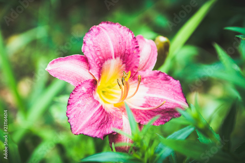 Fototapeta Naklejka Na Ścianę i Meble -  Day-lily flower in the garden. Shallow depth of field.