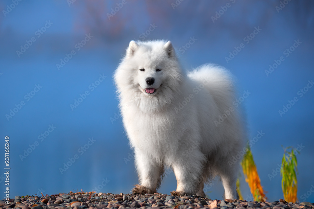 A large white dog stands in the morning on the banks of the river in Siberia. Heavy fog. The concept of beauty and tranquility. A large white dog stands in the morning on the banks of the river in Siberia. Heavy fog. The concept of beauty and tranquility.