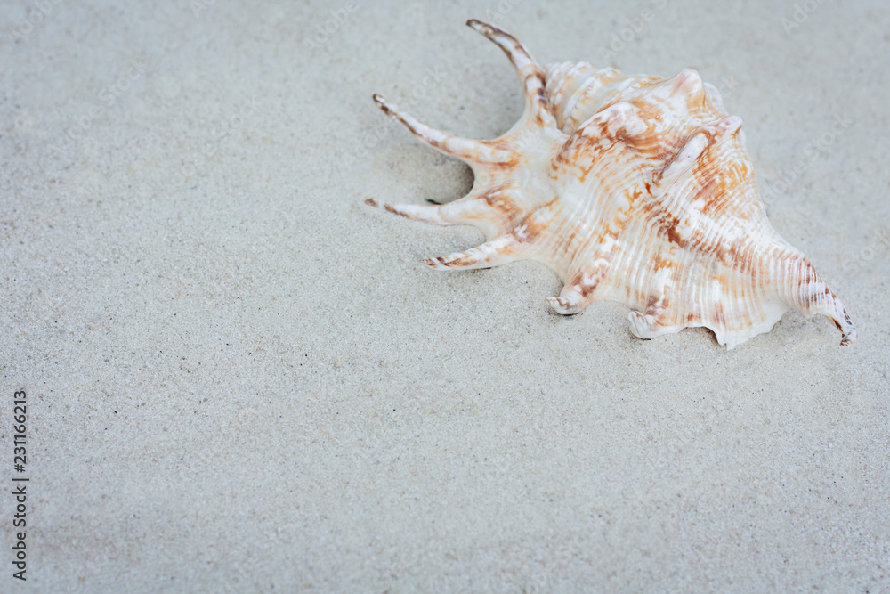 Seashell on the sand. Summer beach background in Thailand with copy space for text Seashell on the sand. Summer beach background in Thailand with copy space for text