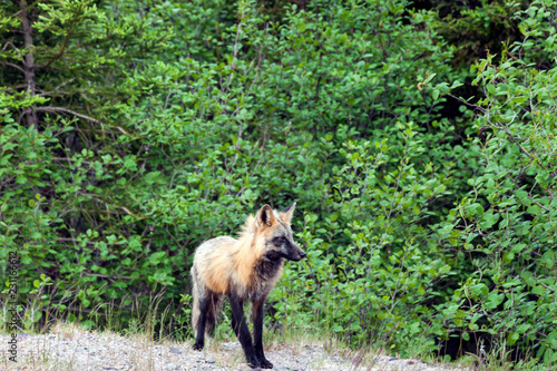 Fox seen in Newfoundland © Henryk Sadura