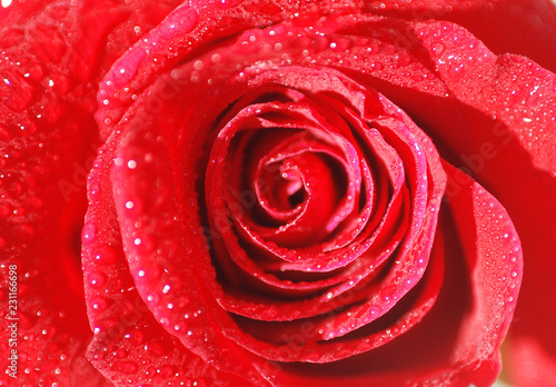 UNA ROSA CON GOTAS DE AGUA EN MACRO