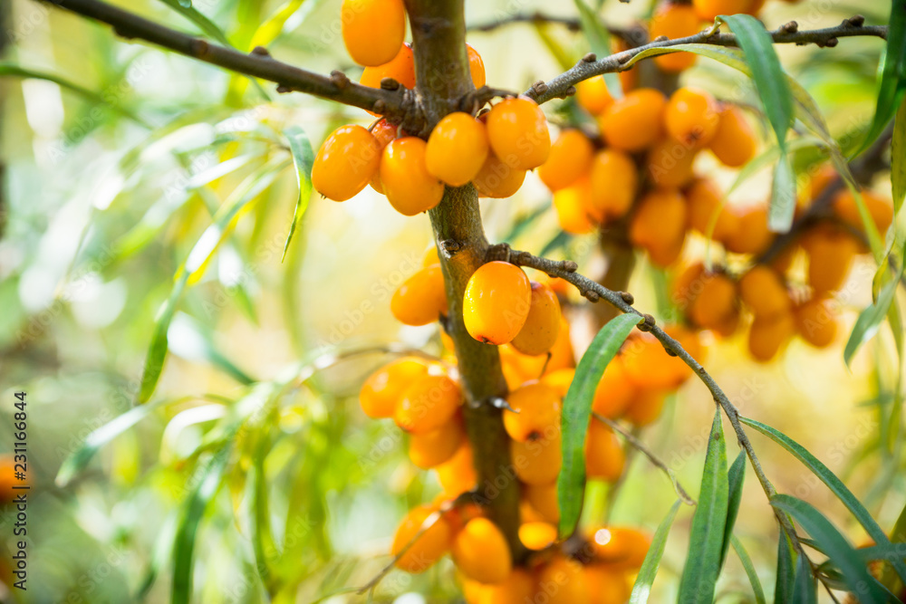 Branch with berries of sea buckthorn and green leaves