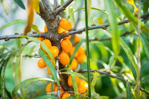 Branch with berries of sea buckthorn and green leaves