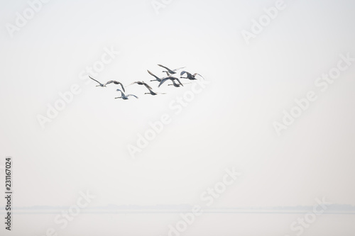 Wildgänse fliegen