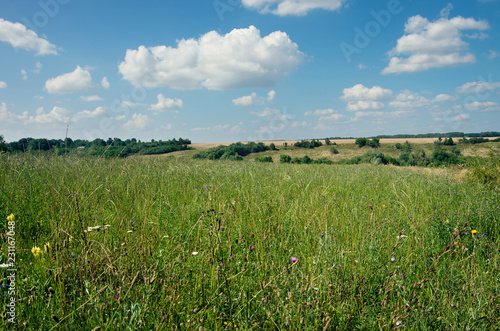 field of grass and perfect sky