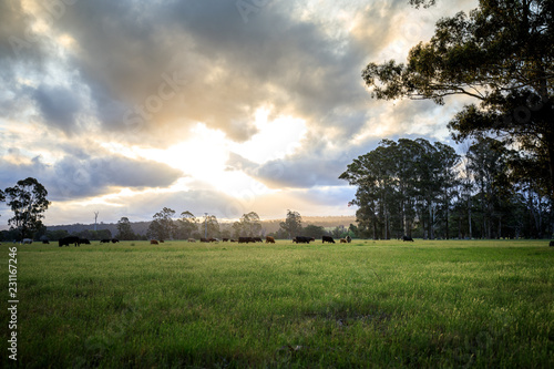 Australian cattle farm in Victoria, Australia © Jandrie Lombard