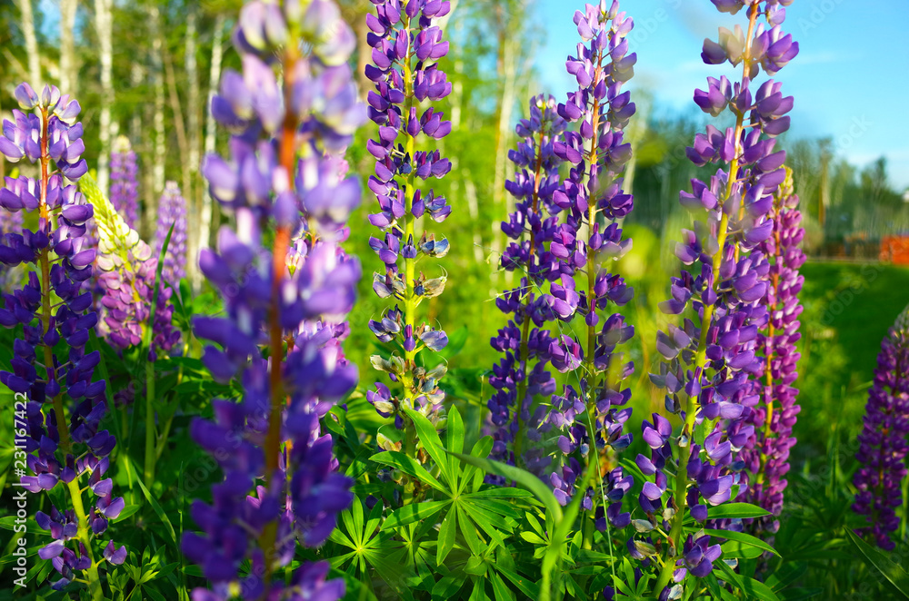 Fototapeta premium Blooming violet and pink lupine flowers in meadow, Colorful bunch of lupines summer flower nature background.