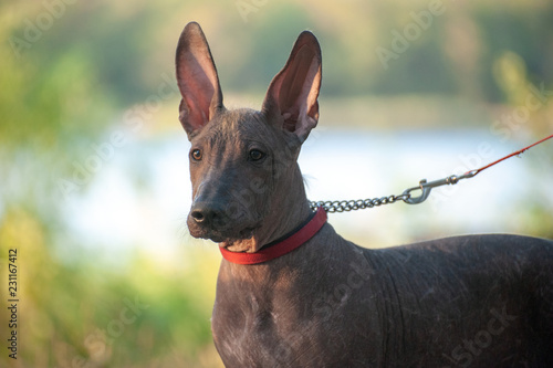 Mexican Hairless dog on a walk in the park photo