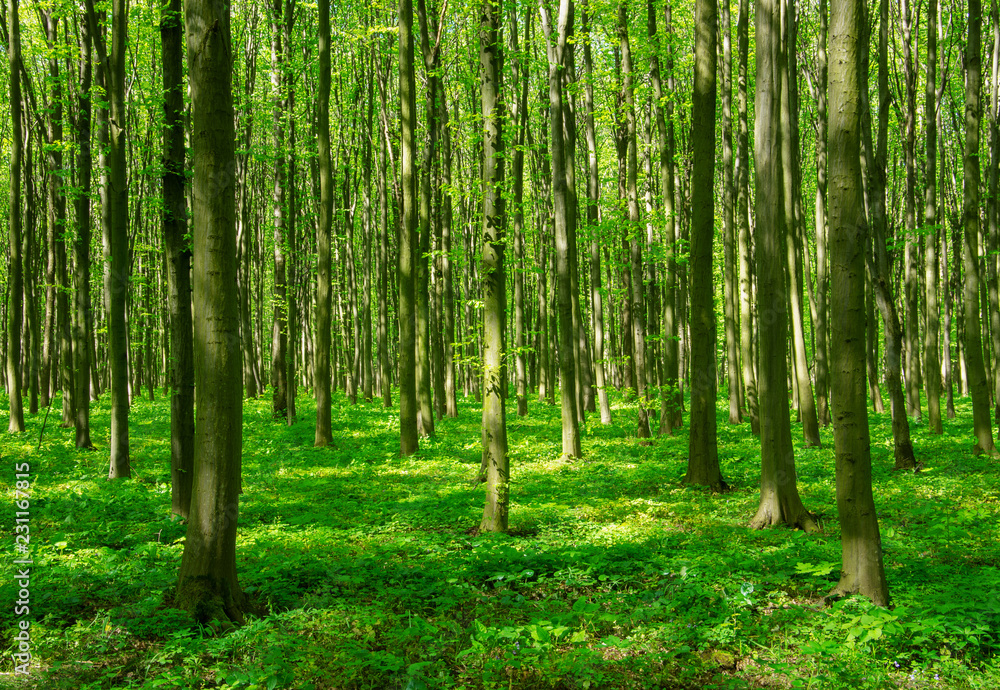 Fototapeta premium Green forest in spring