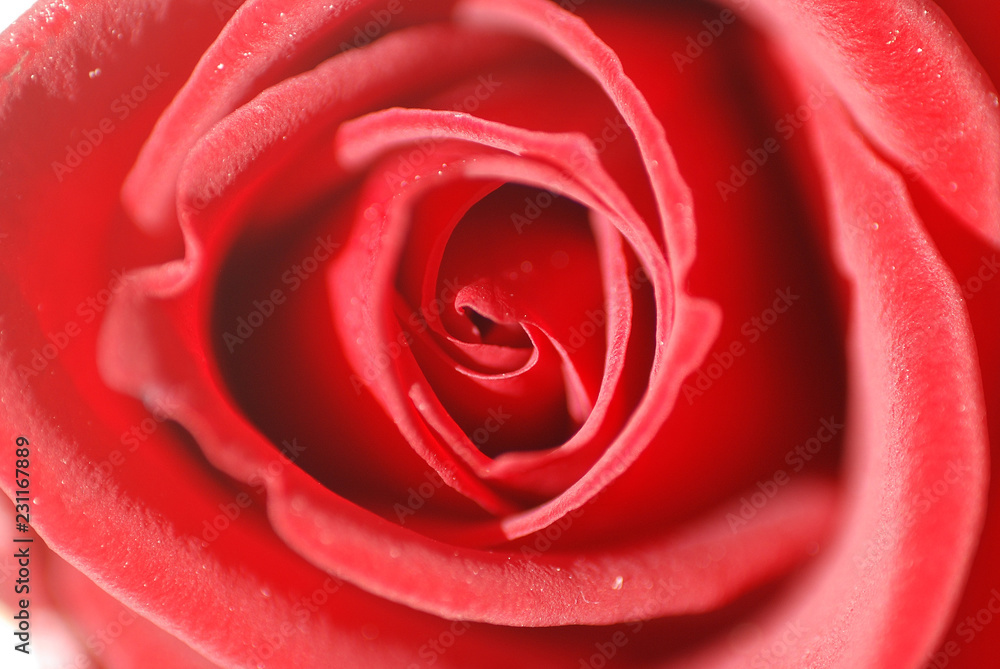 ROSA ROJA EN PRIMER PLANO, DE CERCA, MACRO ROSA ROJA EN PRIMER PLANO, DE CERCA, MACRO