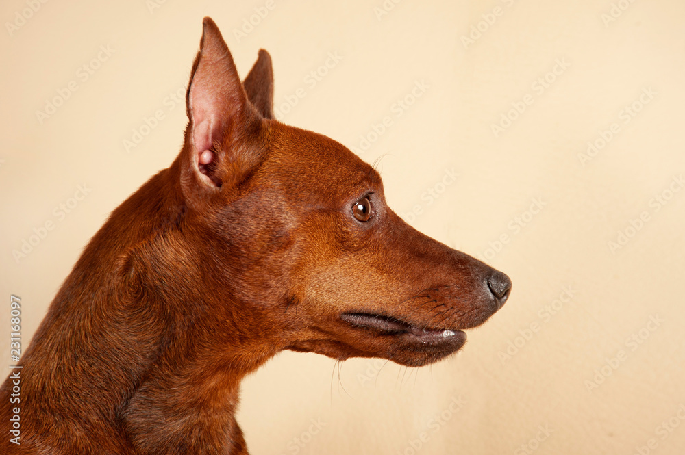 Purebred Miniature Pinscher in the interior