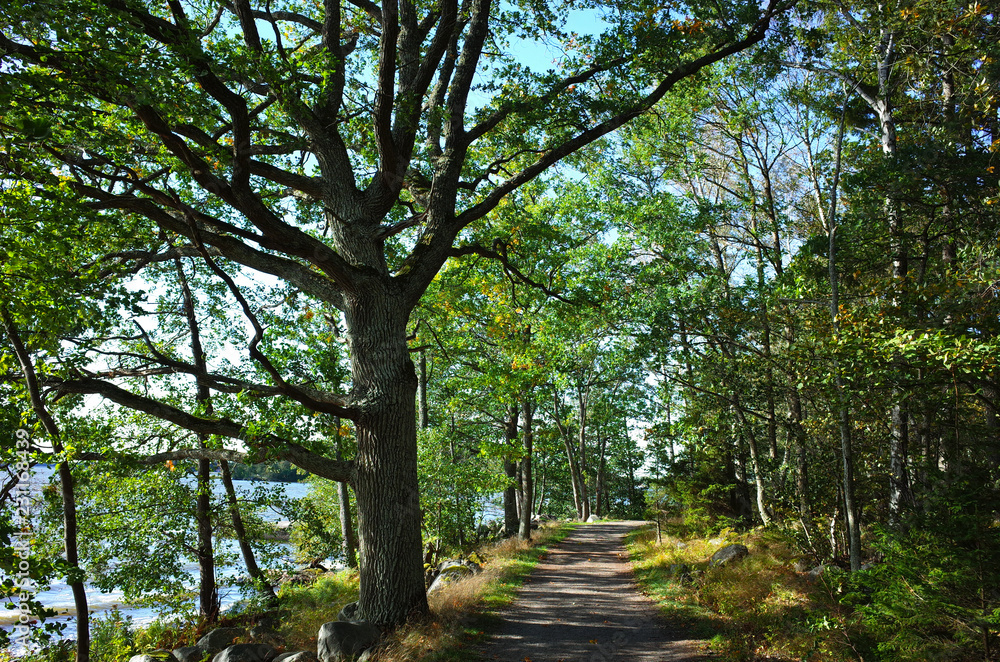 Path with green sprawling tree in forest and sunshine in september in Sweden, Europe. Part of the 10 km running path on Bjorno island near Vasteras