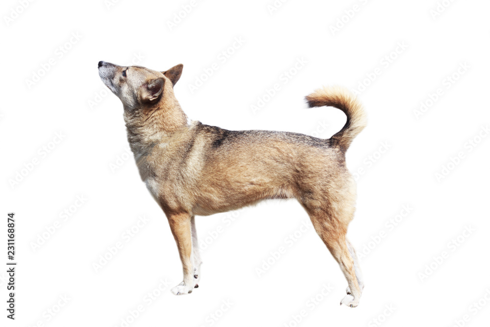 Fototapeta premium Dog stand on white background, 13 years old, soft focus.