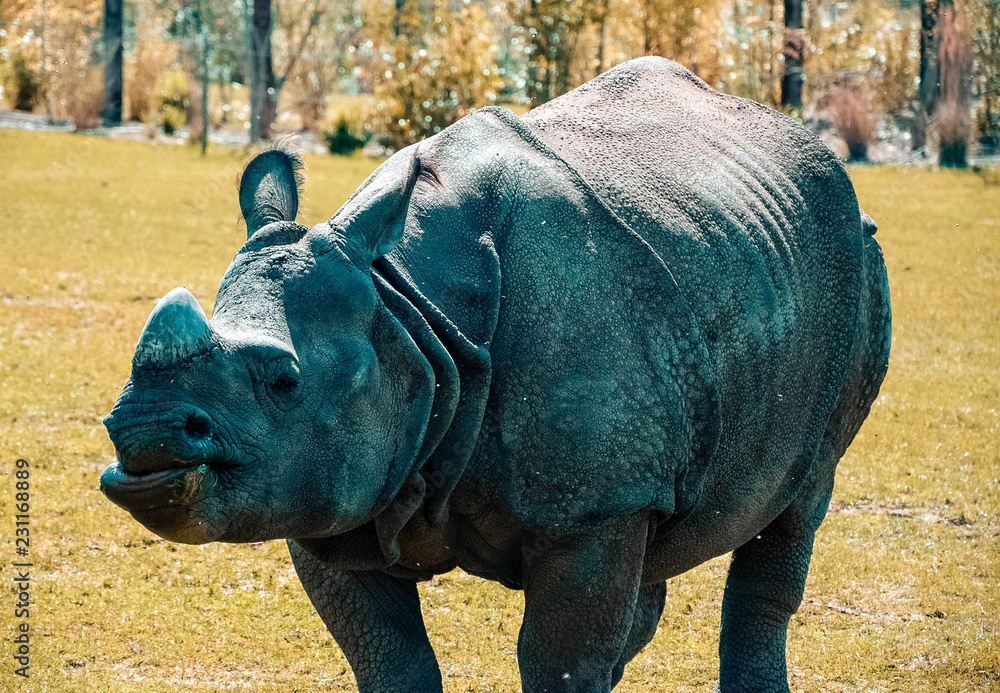 Obraz premium Rhinocéros