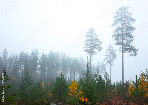 Misty mid october coniferous forest with tall old trees standing separate, Nature of Sweden photo