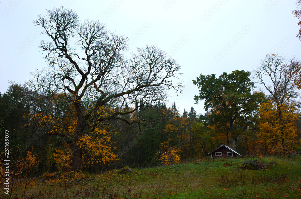 Nature of Sweden in autumn, Old maple tree and small traditional swedish hut near forest Nature of Sweden in autumn, Old maple tree and small traditional swedish hut near forest
