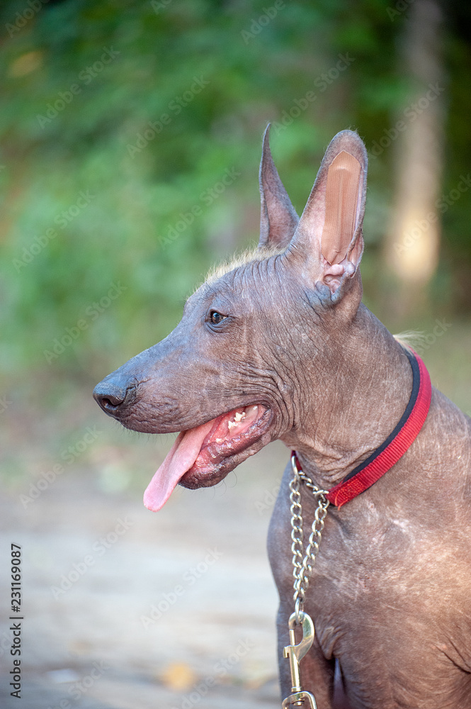 Mexican Hairless dog on a walk in the park