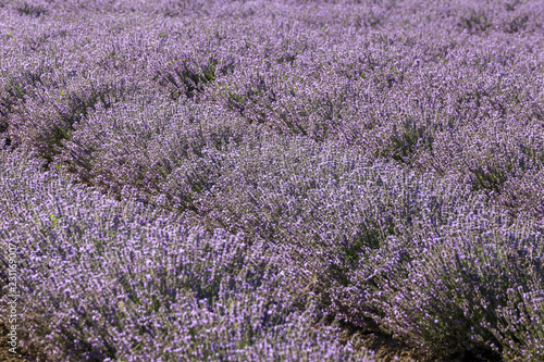 Fototapeta Naklejka Na Ścianę i Meble -  Rows of lavender in a garden