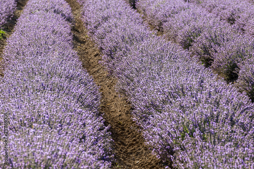 Fototapeta Naklejka Na Ścianę i Meble -  Rows of lavender in a garden