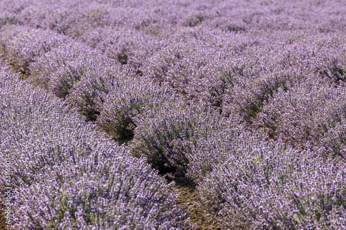 Fototapeta Naklejka Na Ścianę i Meble -  Rows of lavender in a garden